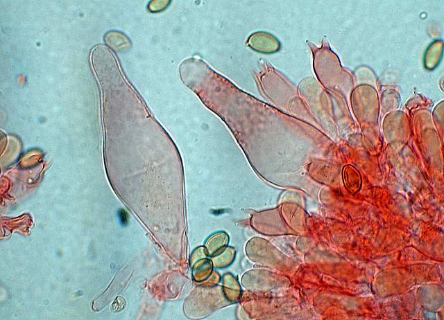 Agrocybe sororia s.l.